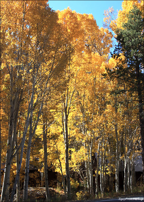 Fall colors along CASR 88 - Hope Valley 