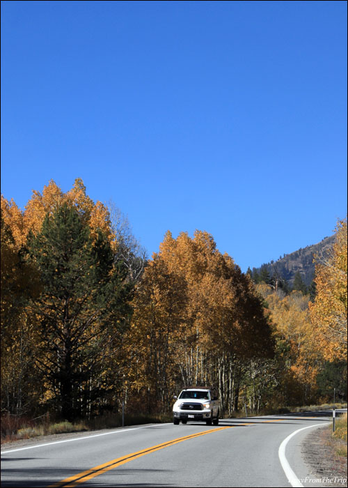 Fall colors along CASR 88 - Hope Valley 