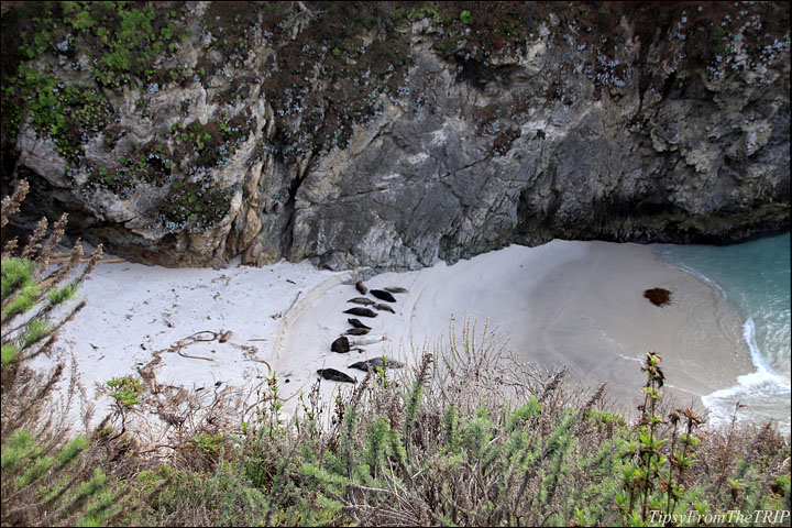 Seals as seen from Bird Island Trail 