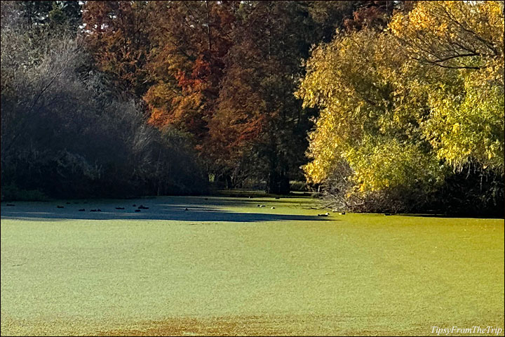 Green Pond in Niles Park