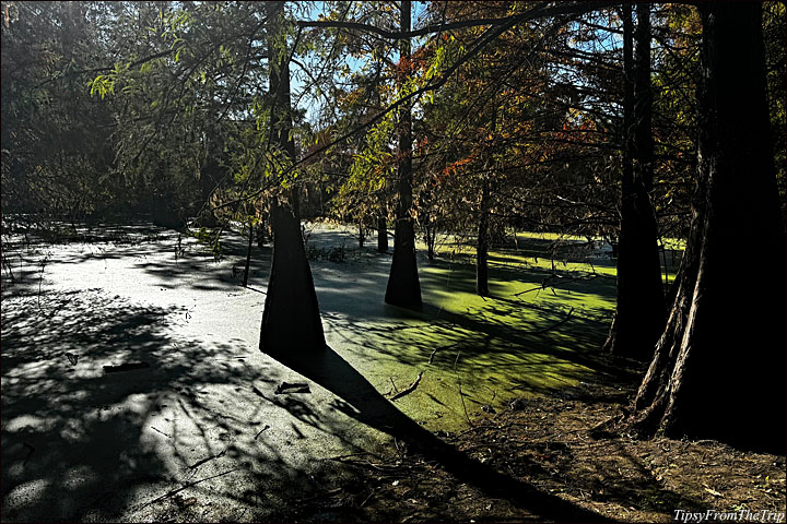 Snell Pond & Cypress Grove, Niles, CA