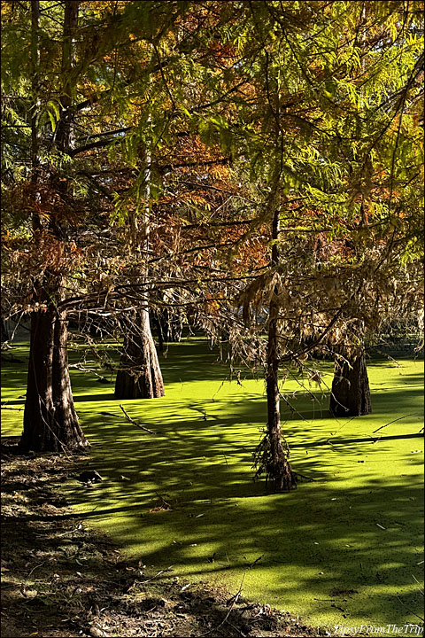 Snell Pond, Niles, CA