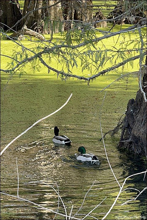 Snell Pond, Niles, CA