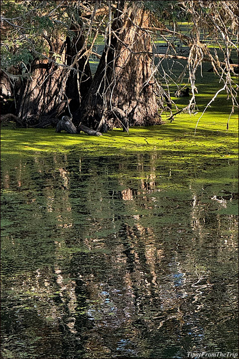 Snell Pond, Niles, CA