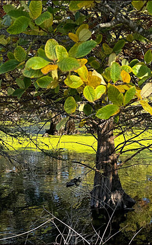 Snell Pond, Niles, CA