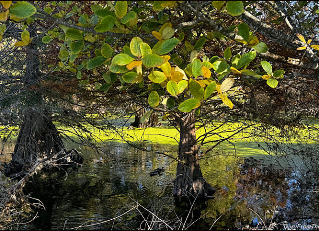 Snell Pond, Niles, CA