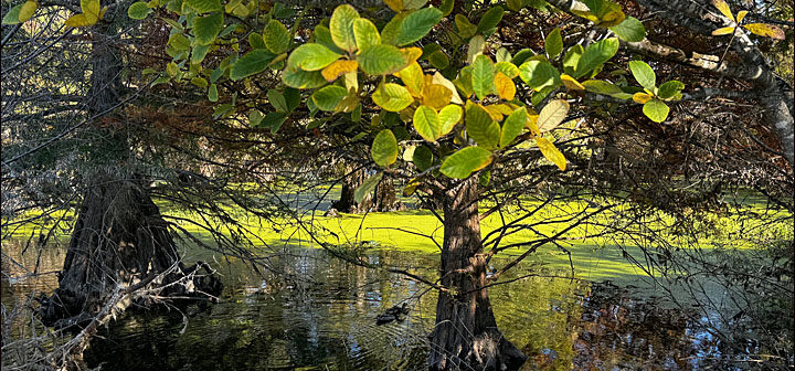 Snell Pond, Niles, CA