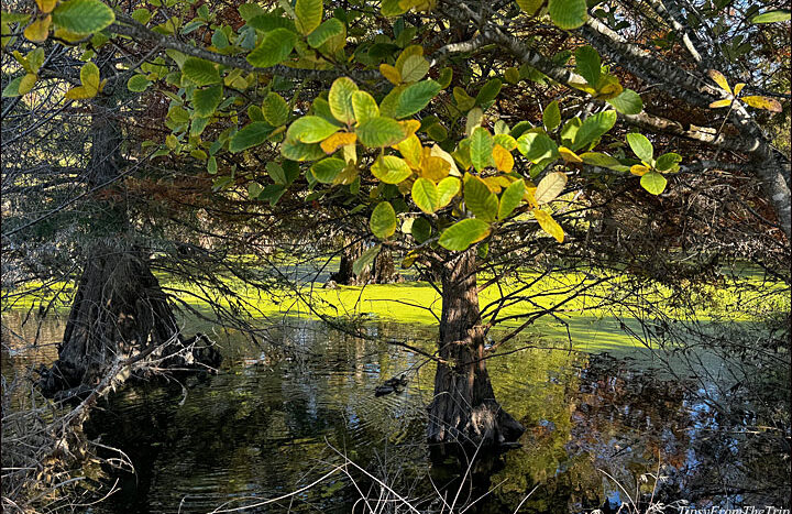 Snell Pond, Niles, CA