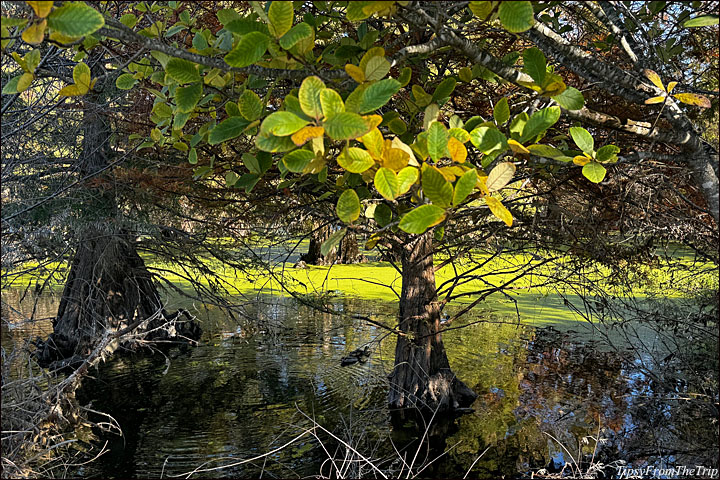 Snell Pond, Niles, CA