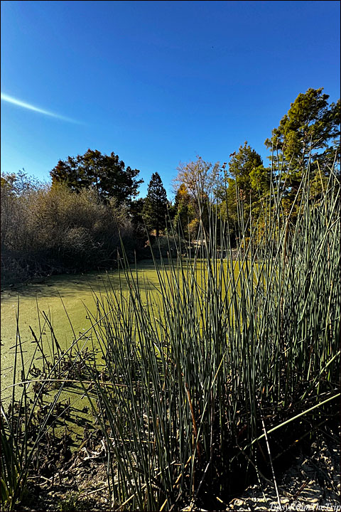 Niles Community Park - Grau Pond