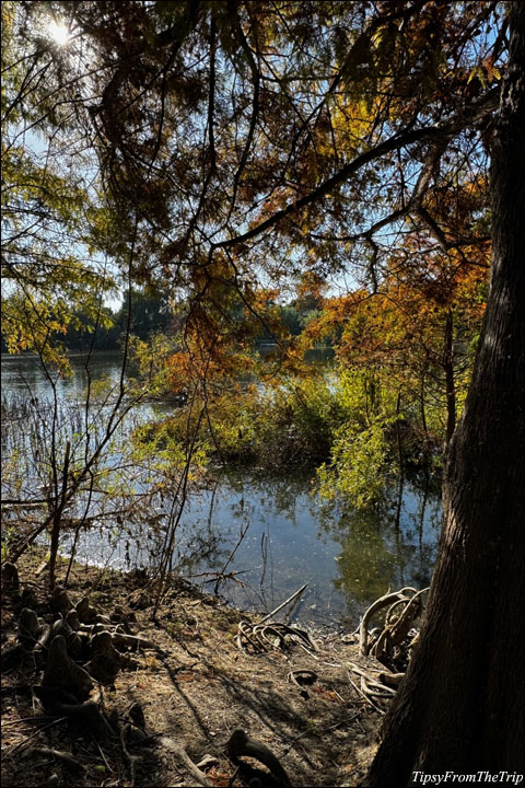 Niles Community Park - fall colors