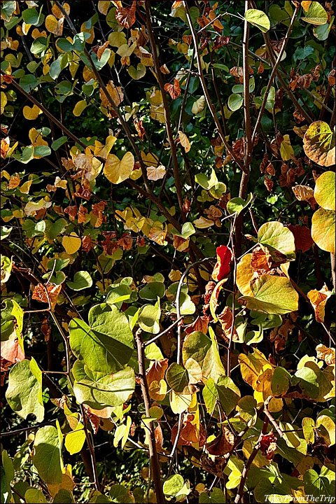 Niles Community Park - fall colors