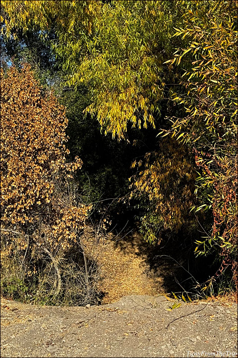 Niles Community Park - fall colors