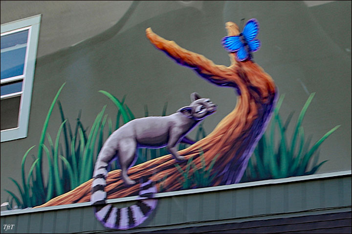 Ringtail Cat, Northern California