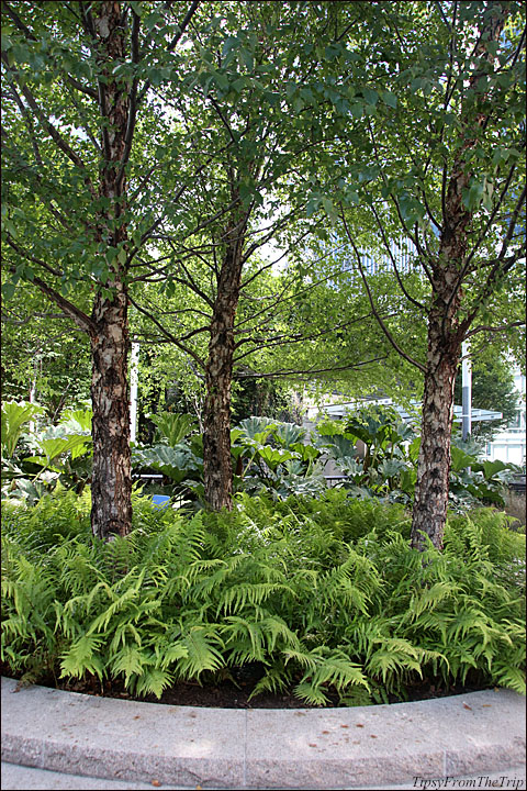 Rooftop Garden in San Francisco.