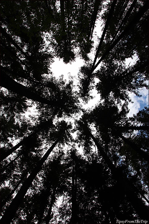 Gorge Creek Falls Trail 