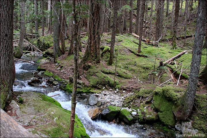 Happy Creek, North Cascades National Park 