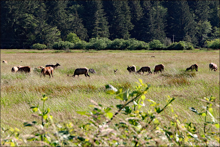 Where to see Roosevelt Elk in Oregon, USA