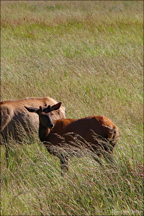 Elk at the Dean Creek Elk Viewing Area 