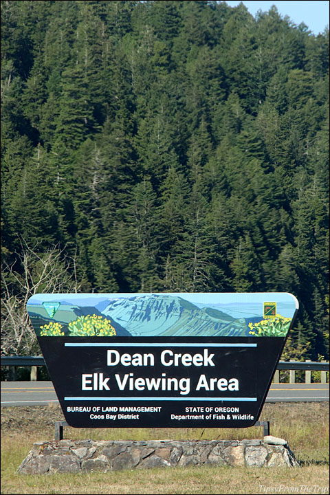 Where to see Roosevelt Elk in Oregon, USA