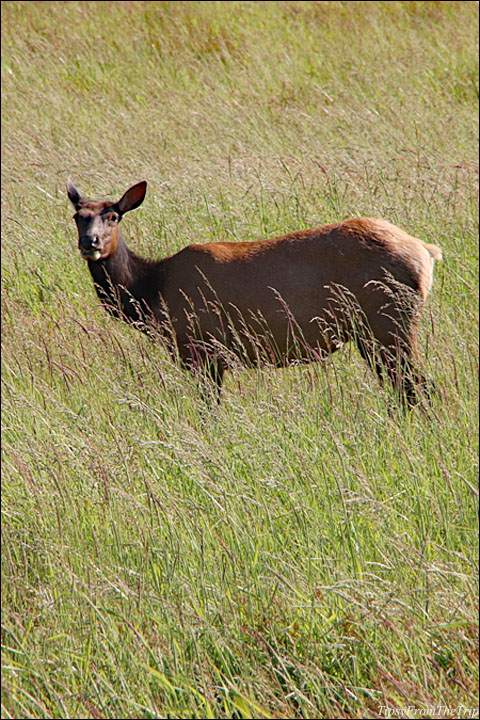 Fauna of the Pacific Northwest. -- Dean Creek Viewing Area, OR. 
