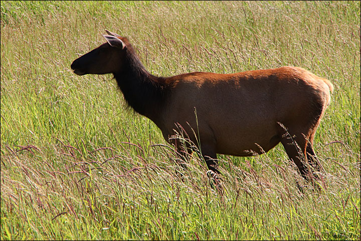 Dean Creek Viewing Area, OR 
