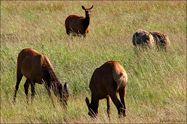 
Where to see Roosevelt Elk 