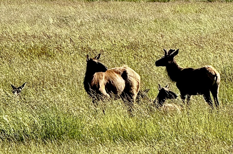 Pacific Northwest Fauna. 