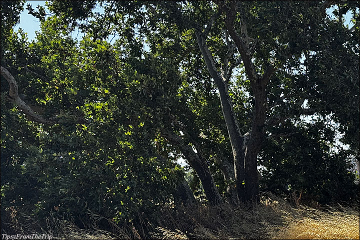 Native trees, Livermore, California 