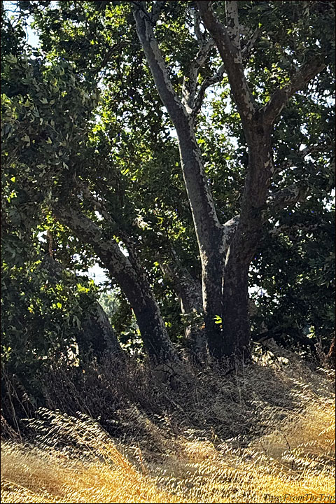 Native trees, Livermore CA