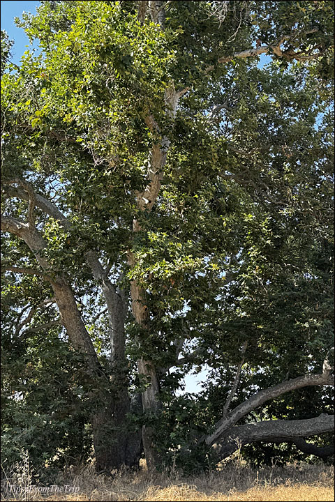 California's Native Trees : WS/CS