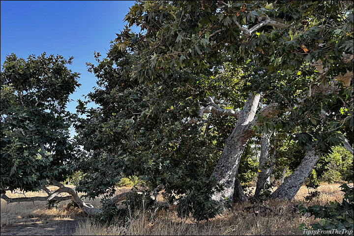 Sycamore Grove Park, Livermore