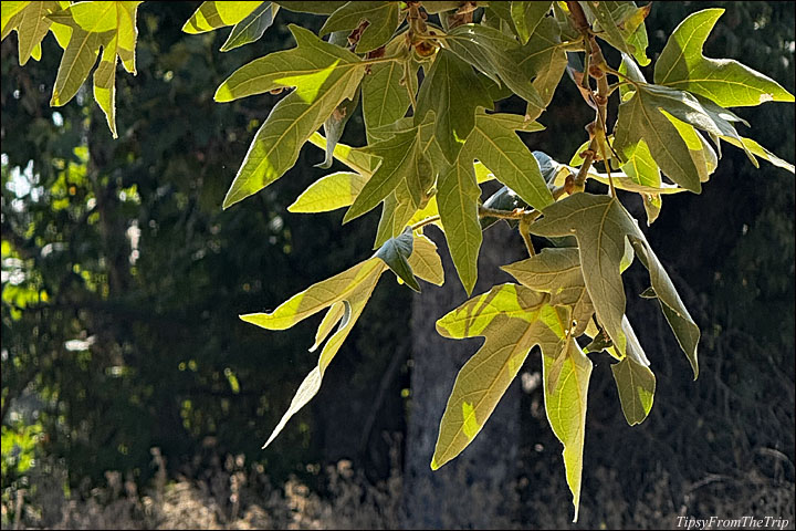 Leaves of the Western Sycamore 
