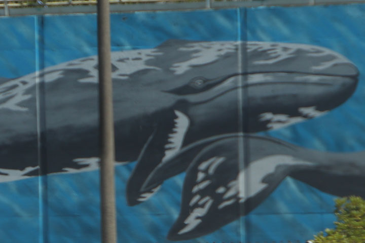 Whale Murals, Oregon