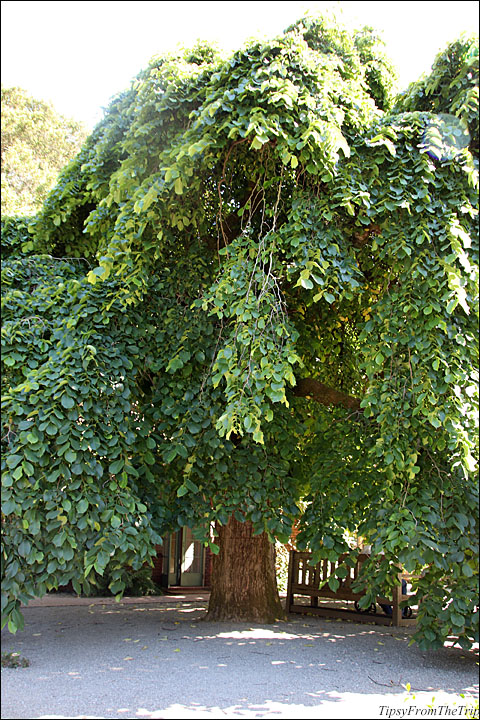 Filoli Garden, SF Bay Area