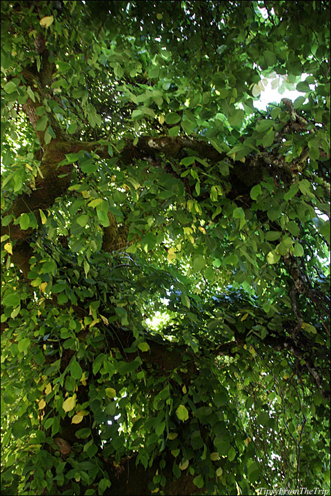 Filoli Garden, SF Bay Area