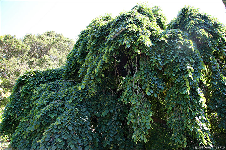 Filoli Garden, SF Bay Area