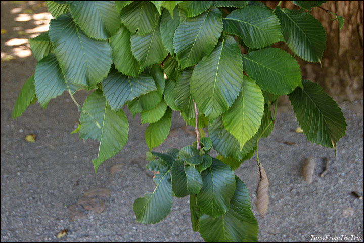 Camperdown Elm leaves, Filoli Gardens