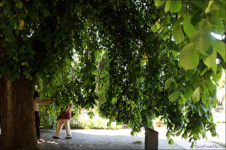 Camperdown Elm, Filoli Gardens