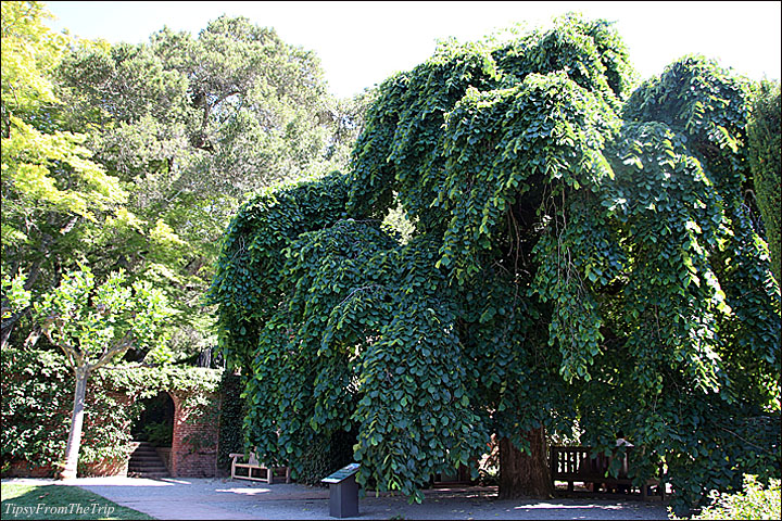 Camperdown Elm, Filoli Gardens, CA